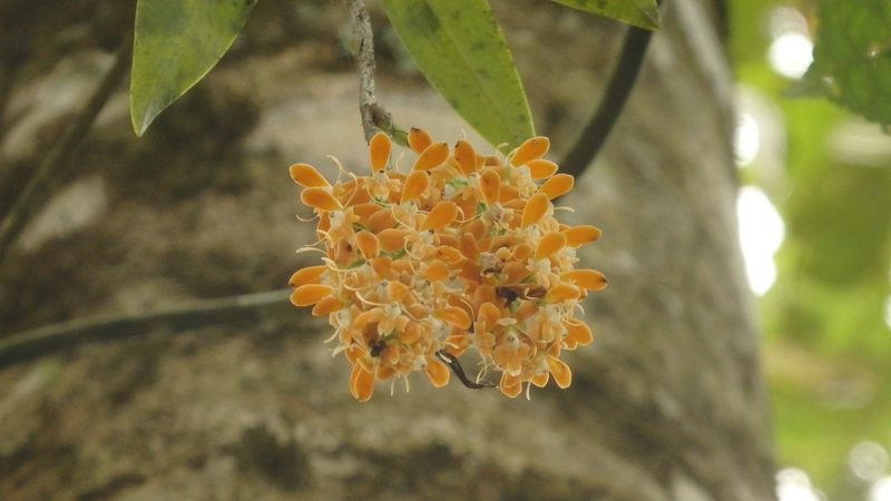 Epidendrum polyanthum, photographed by Victor De la Cruz