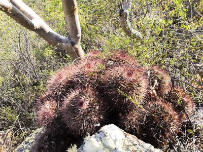 Mammillaria petterssonii, photographed by Ana Nuño