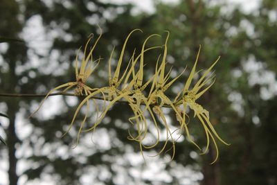 Brassia verrucosa, photographed by Victor De la Cruz
