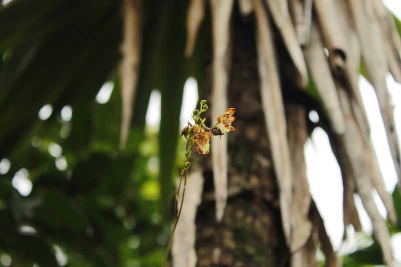 Leochilus carinatus, photographed by Victor De la Cruz