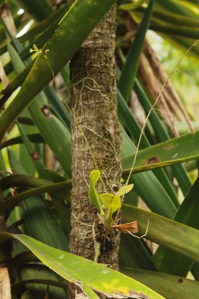 Leochilus carinatus, photographed by Victor De la Cruz
