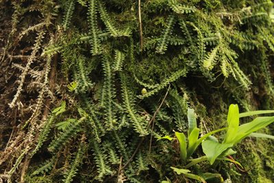 Dichaea neglecta, photographed by Victor De la Cruz