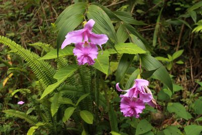 Sobralia macrantha, photographed by Victor De la Cruz