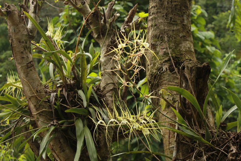 Brassia verrucosa, photographed by Victor De la Cruz
