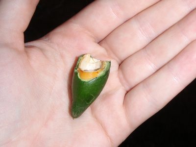 Aningeria adolfi-friederici, photographed by Carrie Seltzer
