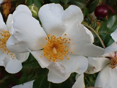 Rosa sempervirens, photographed by David Delon