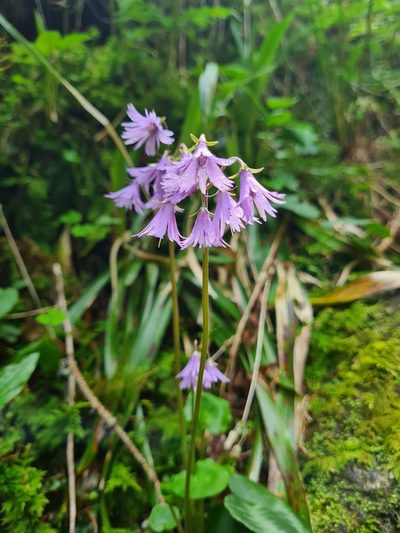 Soldanella major, photographed by Jacek Pietruszewski
