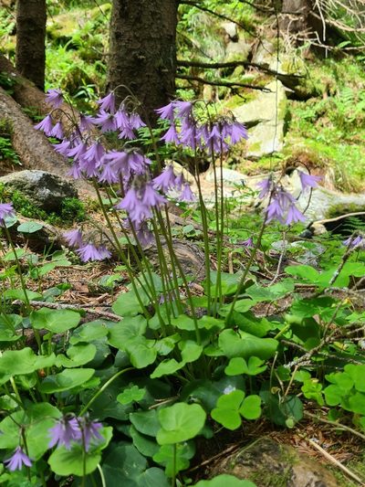 Soldanella major, photographed by Jacek Pietruszewski
