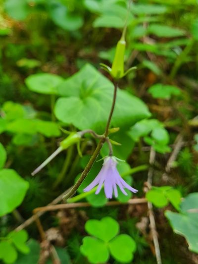 Soldanella major, photographed by Jacek Pietruszewski