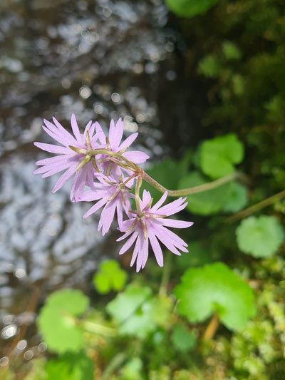 Soldanella major, photographed by Jacek Pietruszewski