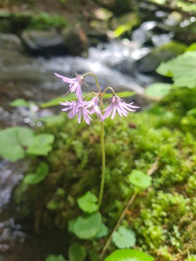 Soldanella major, photographed by Jacek Pietruszewski