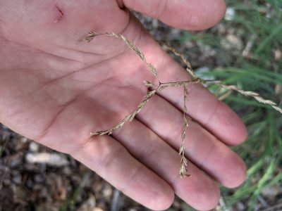 Disakisperma dubium, photographed by Cleveland Powell