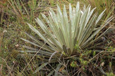 Espeletia argentea, photographed by GERMAN LEONEL SARMIENTO CRUZ
