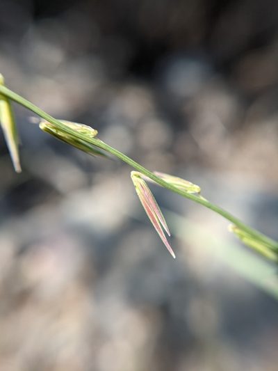 Bouteloua uniflora, photographed by Cleveland Powell