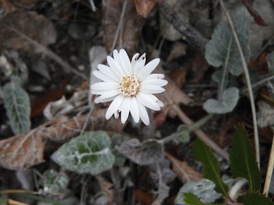 Chaptalia lyratifolia, photographed by Leticia Jiménez Hernández