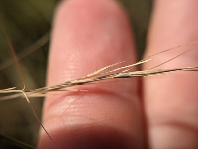Aristida purpurea, photographed by Cleveland Powell