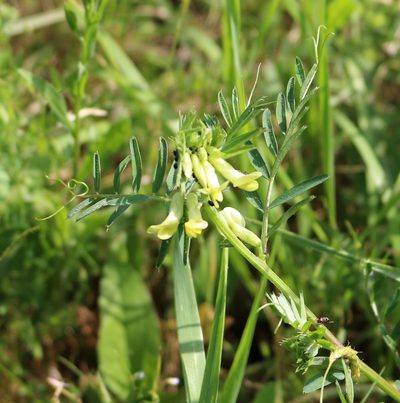 Vicia ciliatula, photographed by Юрий Данилевский (Yuriy Danilevsky)