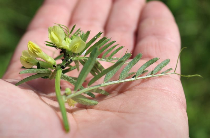 Vicia ciliatula, photographed by Юрий Данилевский (Yuriy Danilevsky)