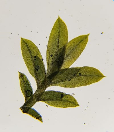 Fissidens viridulus, photographed by Helen Waterman
