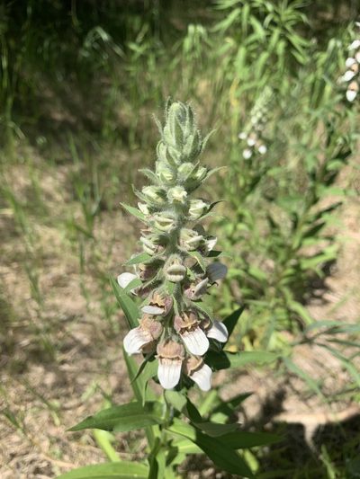 Digitalis lanata, photographed by winterfamily