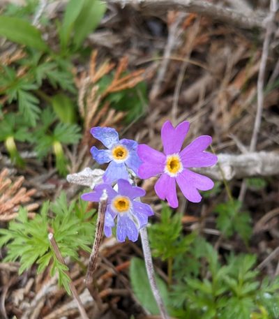 Primula laurentiana, photographed by Todd Boland