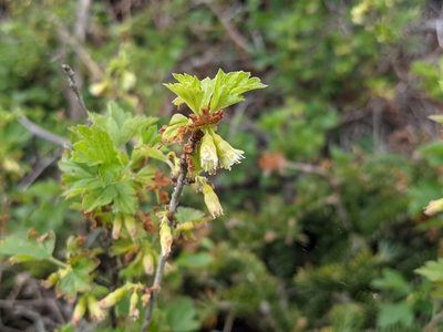 Ribes hirtellum, photographed by Todd Boland