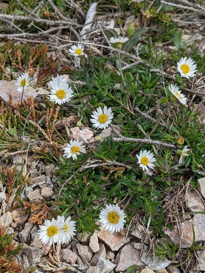 Erigeron hyssopifolius, photographed by Todd Boland