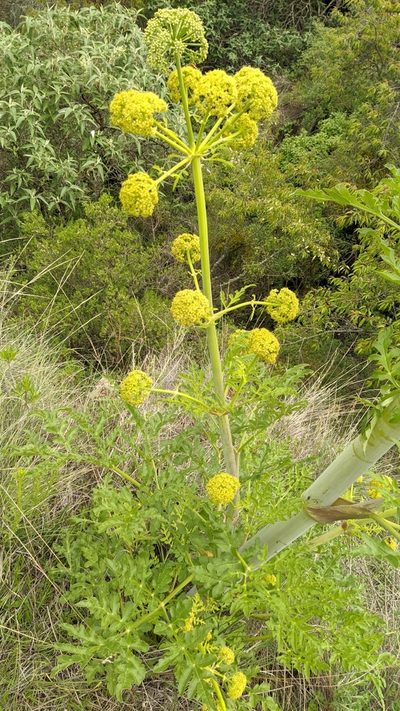 Prionosciadium thapsoides, photographed by IA braham