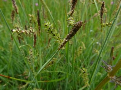 Carex panicea, photographed by Gabriel Mayrhofer