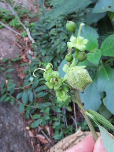 Paliavana prasinata, photographed by Victor Farjalla Pontes