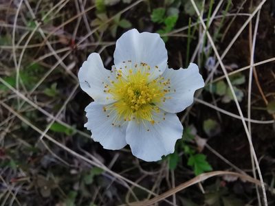 Sieversia pentapetala, photographed by Валерия Ковалева