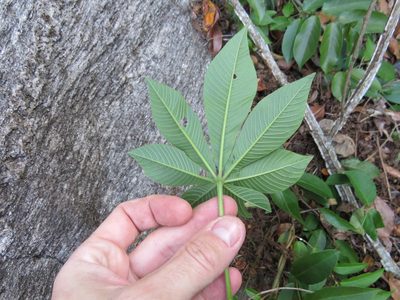 Tarenaya atropurpurea, photographed by Victor Farjalla Pontes