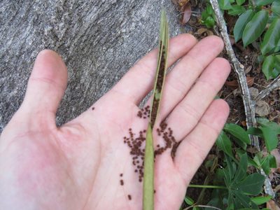 Tarenaya atropurpurea, photographed by Victor Farjalla Pontes