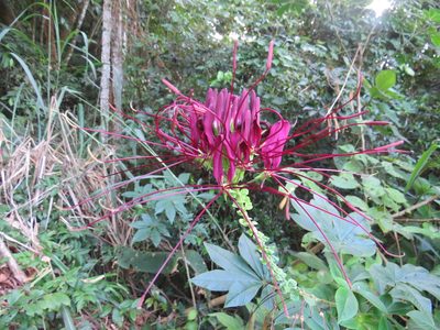Tarenaya atropurpurea, photographed by Victor Farjalla Pontes