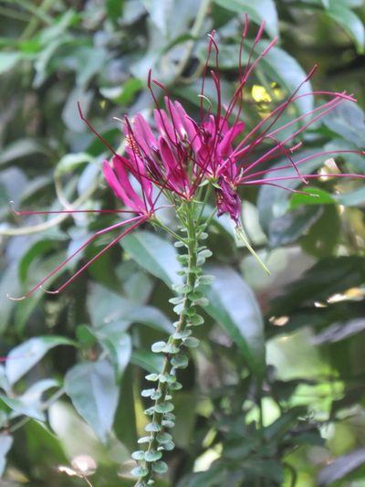 Tarenaya atropurpurea, photographed by Victor Farjalla Pontes