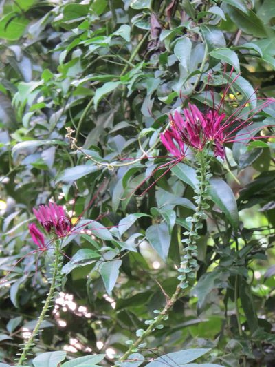 Tarenaya atropurpurea, photographed by Victor Farjalla Pontes