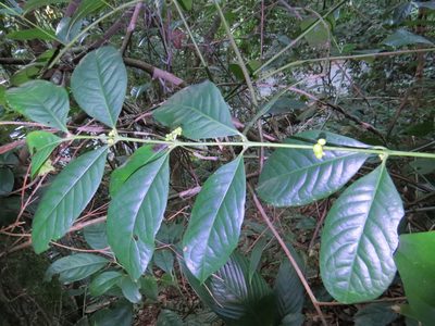 Siparuna guianensis, photographed by Victor Farjalla Pontes