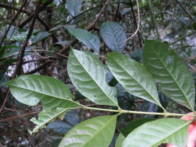Siparuna guianensis, photographed by Victor Farjalla Pontes