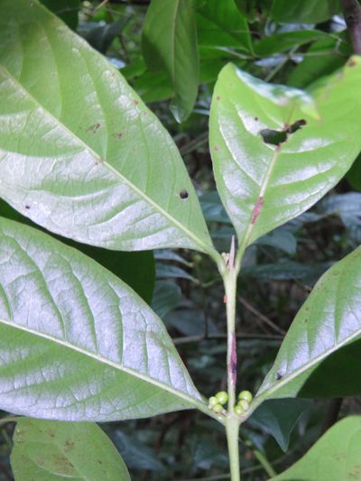 Siparuna guianensis, photographed by Victor Farjalla Pontes