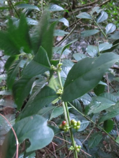 Siparuna guianensis, photographed by Victor Farjalla Pontes