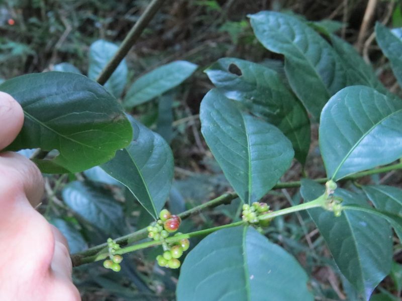 Siparuna guianensis, photographed by Victor Farjalla Pontes