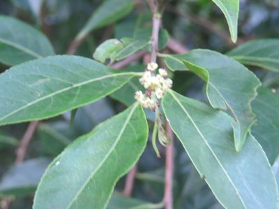 Casearia sylvestris