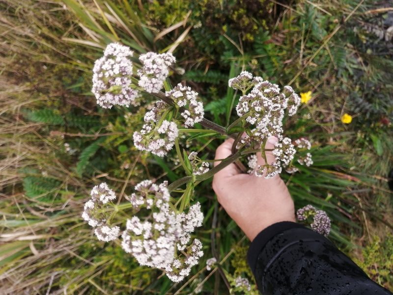 Valeriana pilosa, photographed by GERMAN LEONEL SARMIENTO CRUZ
