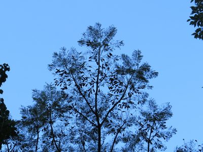 Schizolobium parahyba, photographed by Victor Farjalla Pontes