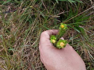 Hypericum mexicanum, photographed by GERMAN LEONEL SARMIENTO CRUZ