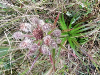Eryngium humboldtii, photographed by GERMAN LEONEL SARMIENTO CRUZ