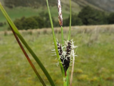 Carex gaudichaudiana, photographed by John Barkla