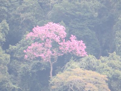 Handroanthus heptaphyllus, photographed by Victor Farjalla Pontes