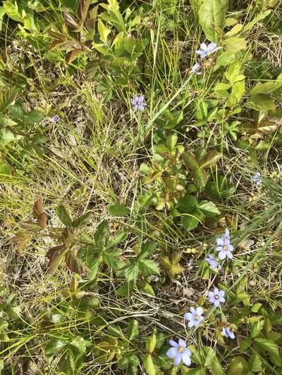 Sisyrinchium fuscatum, photographed by Chase Mathey