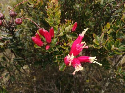 Bejaria mathewsii, photographed by GERMAN LEONEL SARMIENTO CRUZ